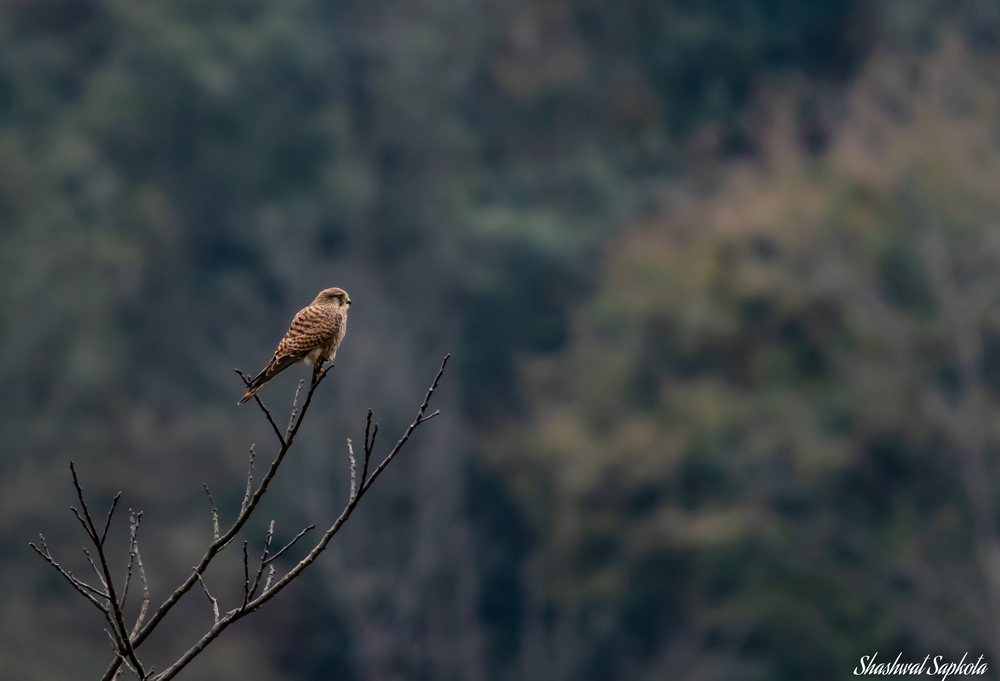 Common Kestrel