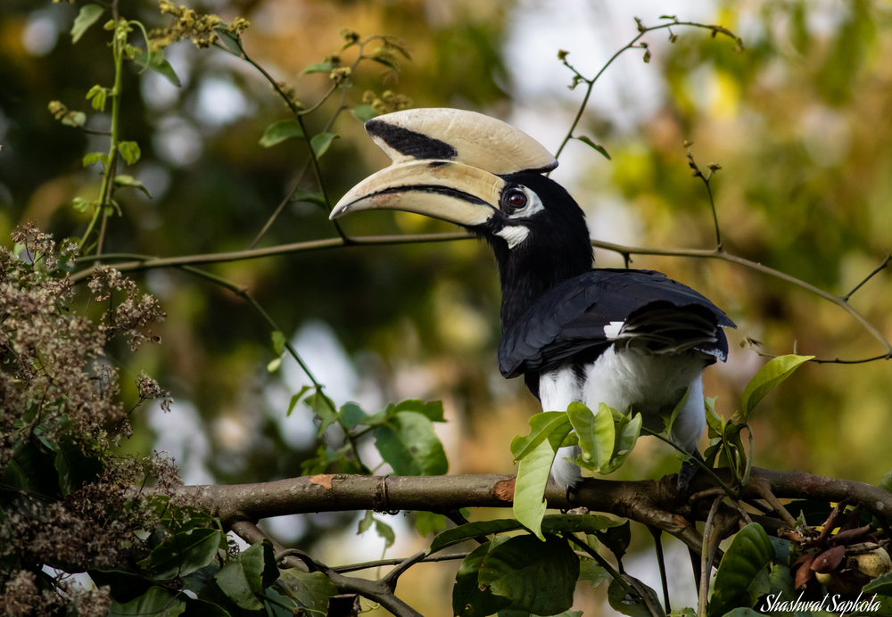 Oriental Pied Hornbill