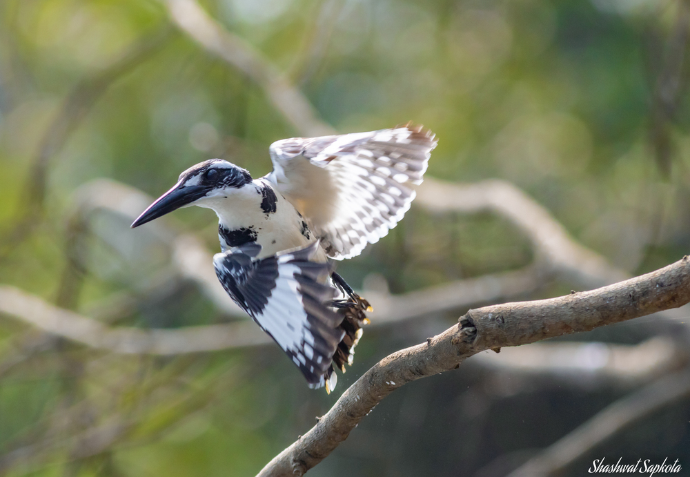 Pied Kingfisher
