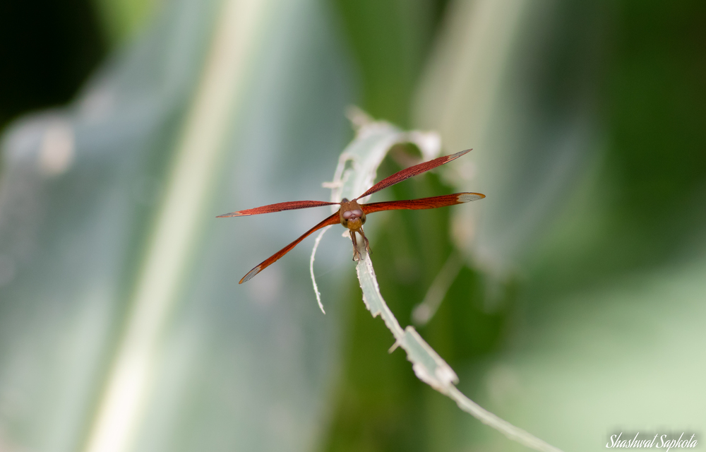 Fulvous Forest Skimmer