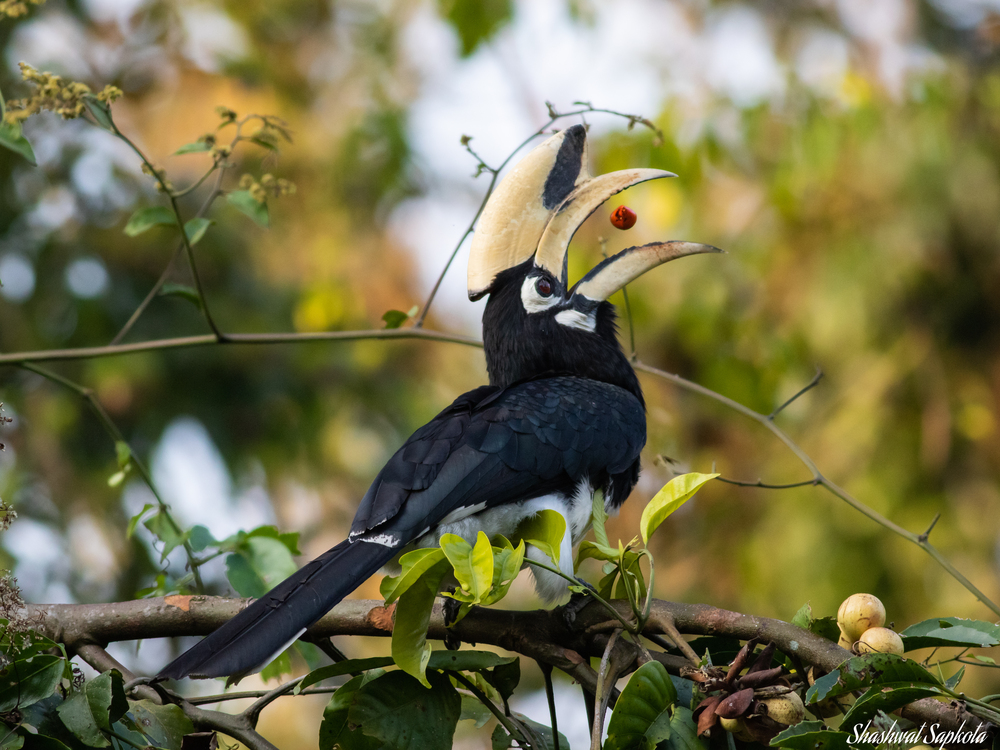 Oriental Pied Hornbill