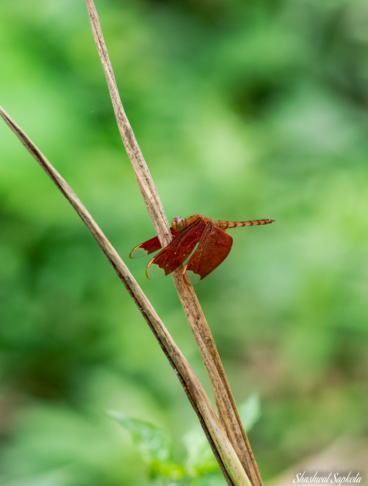 Forest Skimmer, at Rest