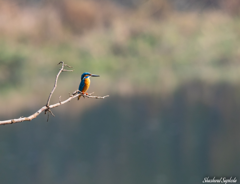 Common Kingfisher