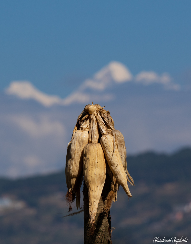 Maize & the Mountains