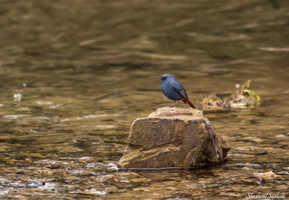 Plumbeous Water Redstart