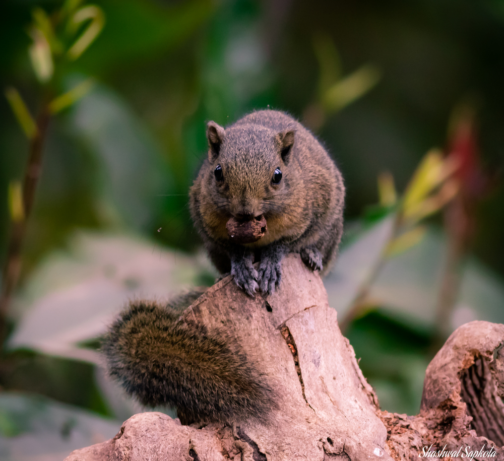 Himalayan Striped Squirrel