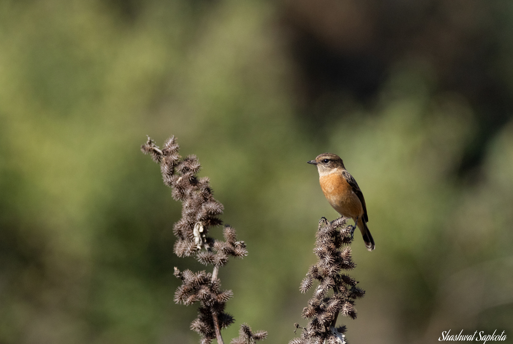 Common Stonechat